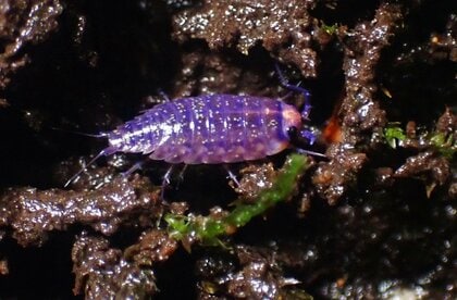 住宅地では不快な厄介者…川辺で青く輝く珍しい「ワラジムシ」発見　ウイルス原因で変色か（島根・隠岐の島）