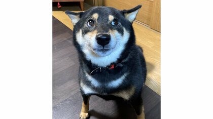 「精一杯のナデられ待ち」瞳をキラキラさせて見つめる柴犬がかわいい…喜怒哀楽も分かりやすい？普段の様子も聞いた