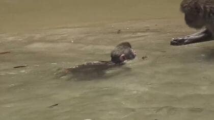野生の子ザルたちが楽しそうに海水浴を楽しむ　癒される「幸島」夏の風景　サルの背中から「ジャンプ！」も