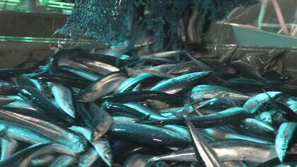 【豊漁？それとも時期の前倒し？】『サンマ』連日の水揚げで浜活気づく＿「大漁だ」「でかいべ」漁師にんまり＆発泡スチロールの箱が“足りなくなる事態”も―不漁が続く中今後の見通しは＜北海道根室市＞