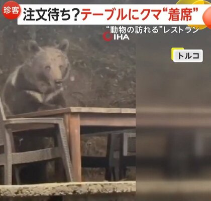 レストランのテラス席にクマが着席！？「酔っぱらってる？」目が据わり食べ残しを“つまみぐい”　トルコの国立公園