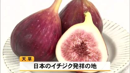 『天草南蛮柿フェア』イチジクを使ったスイーツやカレーなど試食会【熊本】