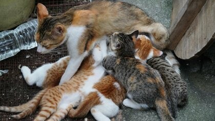 一緒に生まれたきょうだいなのに毛柄が違うのはなぜ？白猫の両親から黒猫も…遺伝子の不思議と猫のスゴ技