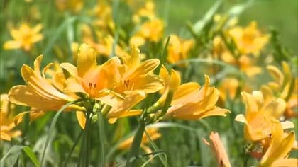 夏のゲレンデが鮮やかな黄色に！鏡野町のスキー場で約１万８０００株のニッコウキスゲが見頃【岡山】