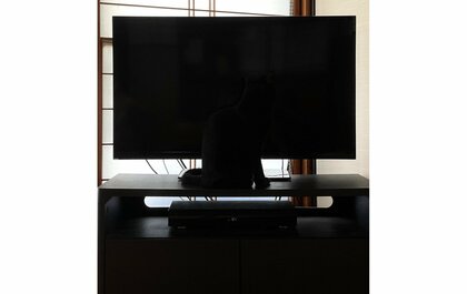 黒猫どこかな? すっかり同化する朝の風景が話題…飼い主「いなくなったと探し回ることはあります」