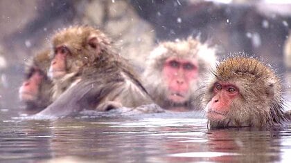 温泉につかる「スノーモンキー」が外国人観光客に大人気　オーバーツーリズム対策の補助金を活用してバス待合所を開設　トイレ不足やごみ問題にも対応　受け入れ態勢を強化