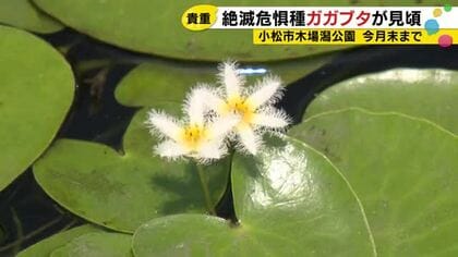 直径約2cmの白い花びらが特徴…県絶滅危惧種に指定の水生植物『ガガブタ』が見頃迎える 石川県小松市