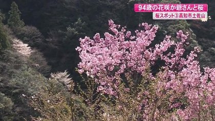 大正生まれの“花咲か爺さん” 荒地に咲かせた500本の桜が人手不足で減少