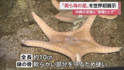 チュラウミゴカクヒトデ」世界初展示 沖縄の深海から採取…“新種ヒトデ”を美ら海水族館が発見｜FNNプライムオンライン