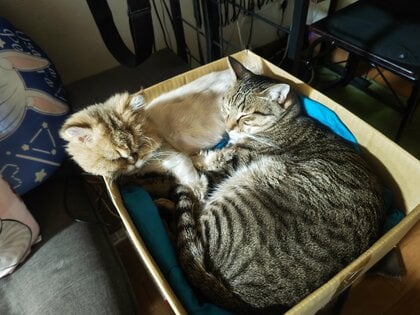 先住猫の「らてくん」（手前）とは、一緒のベッドでお昼寝するまでの仲に