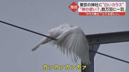 独自】「白いカラス」都内で確認 出現確率は数万羽に1羽程度…“カラス