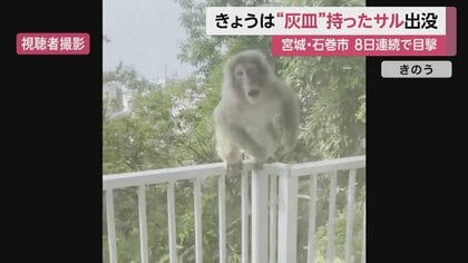 サルが“灰皿”抱え屋根に…「小さい子に何かあったら怖い」きょうで8日