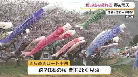 咲き始めのサクラと鯉のぼりが強風にあおられ…低気圧接近で“春の嵐”　4月1日も昼過ぎからは雨の見込み　福井