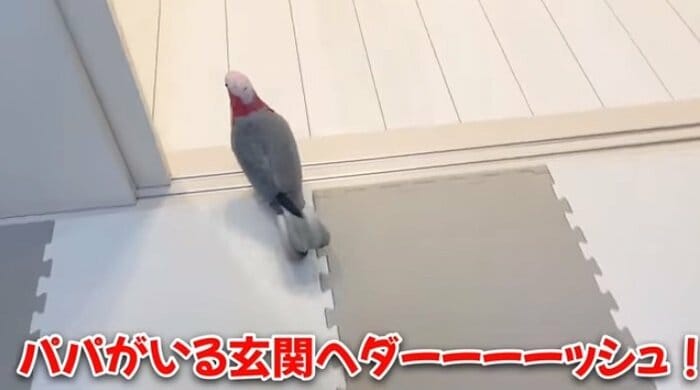 旦那さんを徒歩で迎えに行くみりんちゃん