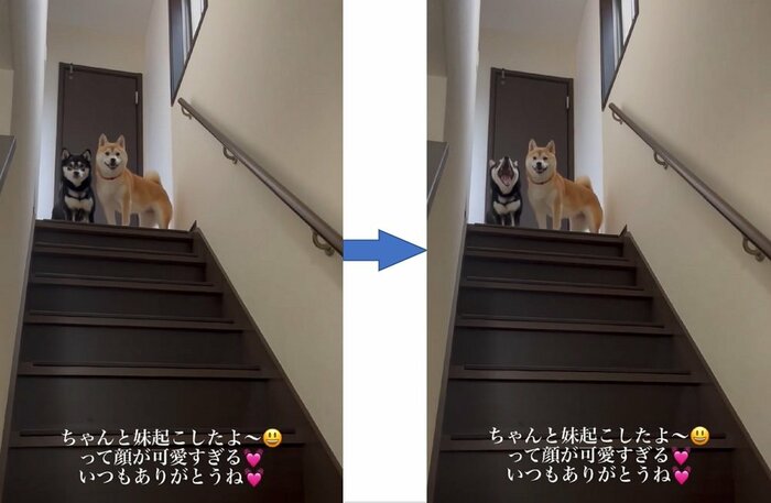 飼い主さんからの「ありがとう」に笑顔の豆ちゃん 「おはよう」にあくびで返事する小豆ちゃん