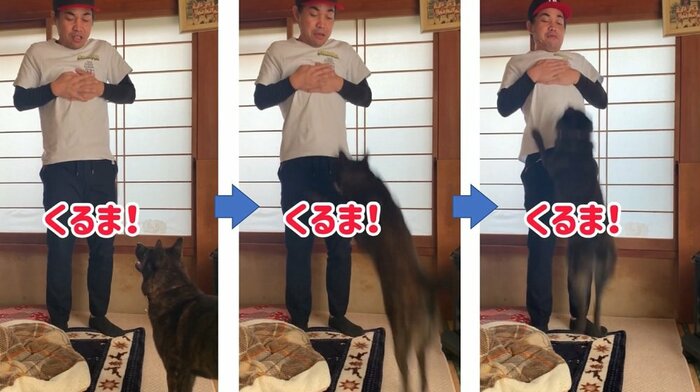 「くるま!」の言葉に反応して突撃!