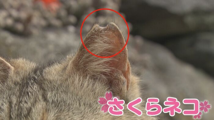手術を受けた猫の耳 サクラの花びらのよう