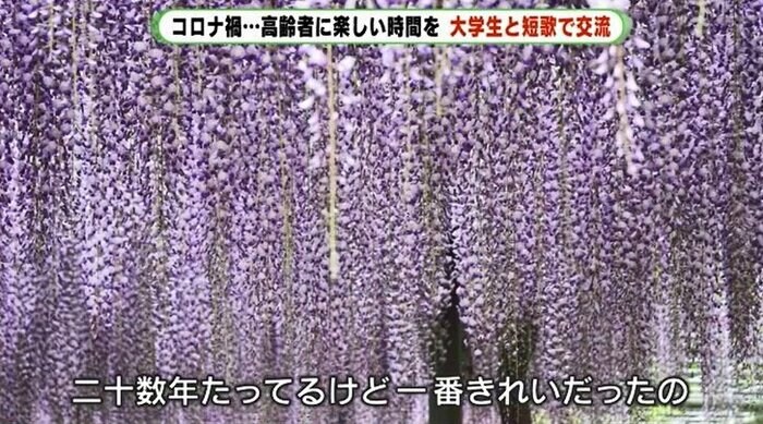 蓮花寺池公園の思い出の藤の花
