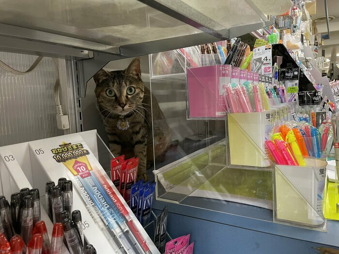 シポ子さん「シマ子店長ばかりバズってて、すねてやるー。」