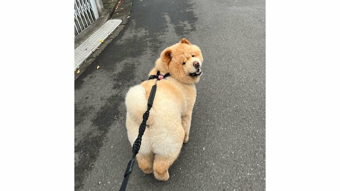 お散歩中