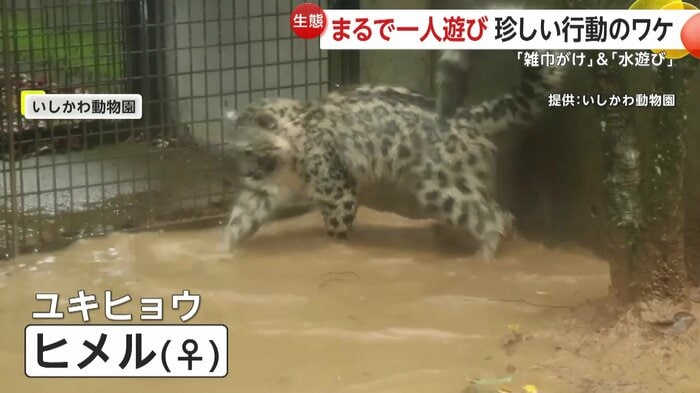 水たまりで遊ぶユキヒョウのヒメル