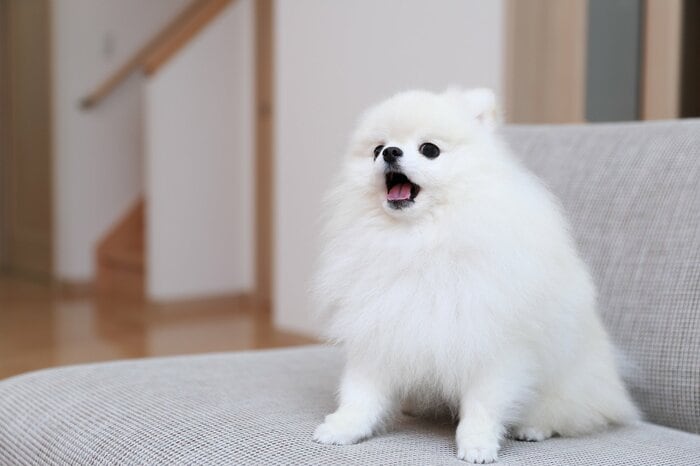飼い主を探すようになることも(画像はイメージ)