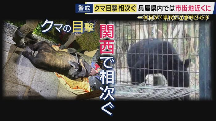 関西の市街地でクマ目撃相次ぐ