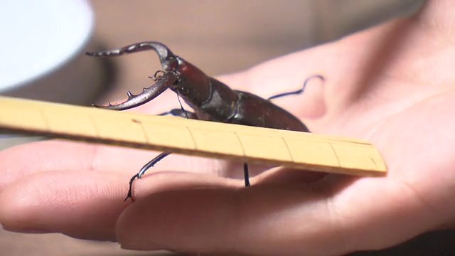 最近は夏でも見かけることが少なくなった