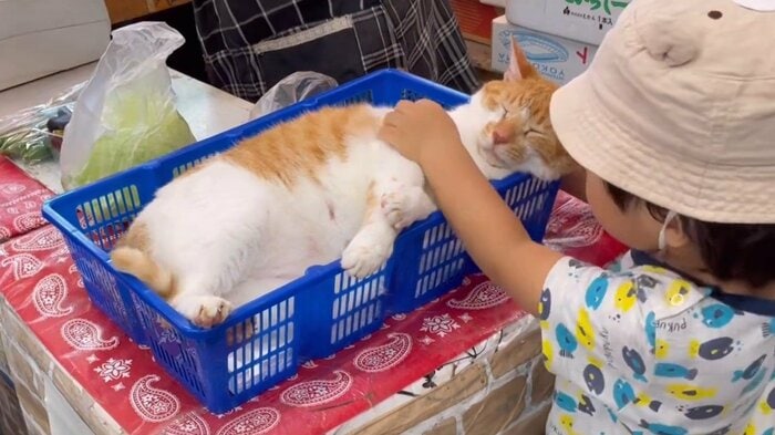人々の癒しに