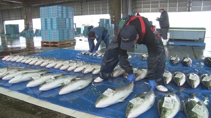 佐渡で今季最多56本の寒ブリ水揚げ!