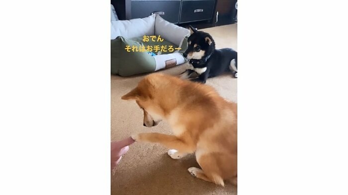 奥には、しっかりと伏せを披露するおはぎくんの姿がある