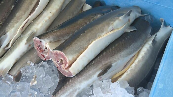 出荷されるチョウザメの魚肉 5~6歳のオス20匹
