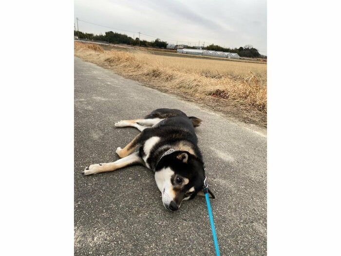 提供:柴犬むさしとこじろうさん