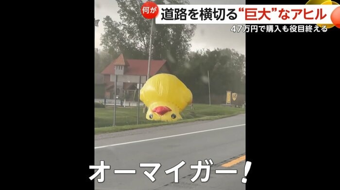道路に飛び出してしまったアヒル(スペクター・コミュニケーションズ)