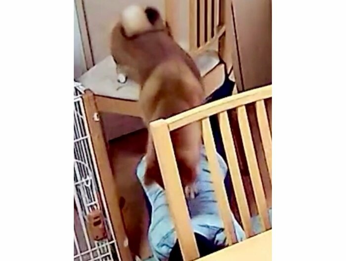 提供:柴犬勇者むぎさん