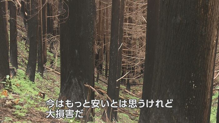 木の根元が黒く焼け焦げる