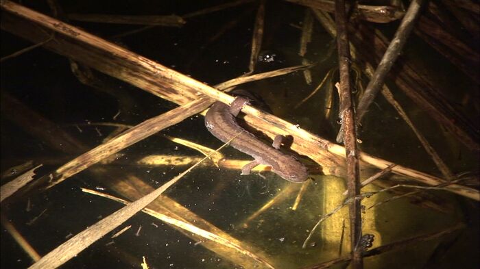 絶滅危惧種も多い