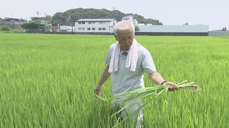 参院選の大きな争点“令和のコメ騒動” 価格と政府方針の変化に揺れる生産者の思い「急に作るわけには…」｜FNNプライムオンライン