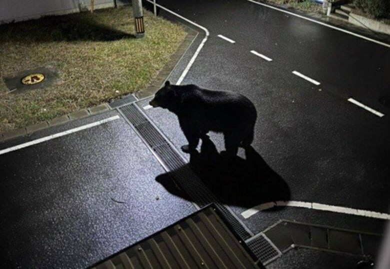 【速報】女川町でクマ目撃情報「ここ15年で初」夜の保育所付近に1頭　町がSNSで画像付きで注意喚起｜FNNプライムオンライン