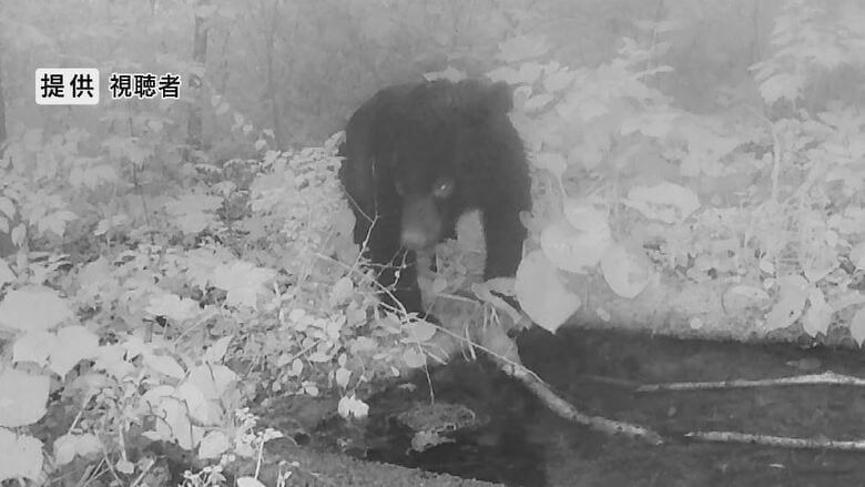 クマを登山道付近で目撃　水場に現れ、水を飲み立ち去る姿をカメラが捉える　登山者は「クマ撃退スプレー」を持つなど警戒　県内では人身被害が増加傾向｜FNNプライムオンライン
