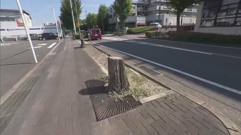 店舗前の“枯れた街路樹”国交省が調査を指示　全国10の地方整備局に報告求める　【ビッグモーター除草剤問題】｜FNNプライムオンライン