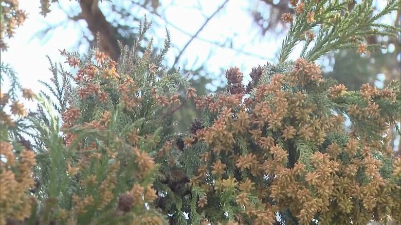 “大寒”に3月並み暖かさ…早くも来た『花粉症』1/8に東京でスギの飛散確認 医師「これから増える一方」｜FNNプライムオンライン