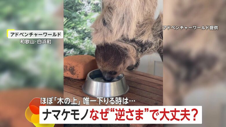 【その体勢大丈夫？】逆さまで水を飲むナマケモノ…実は体に“ある秘密”が　和歌山・白浜町「アドベンチャーワールド」｜FNNプライムオンライン