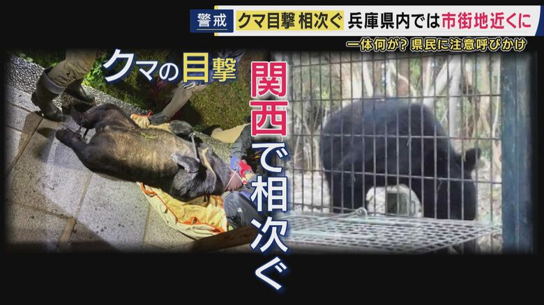 神戸・西宮・宝塚でも関西でクマ目撃相次ぐ 専門家「行動が活発になる時期」 調査するも「痕跡なし」道路使って通り抜けたか 対策を急ぐ自治体|FNNプライムオンライン
