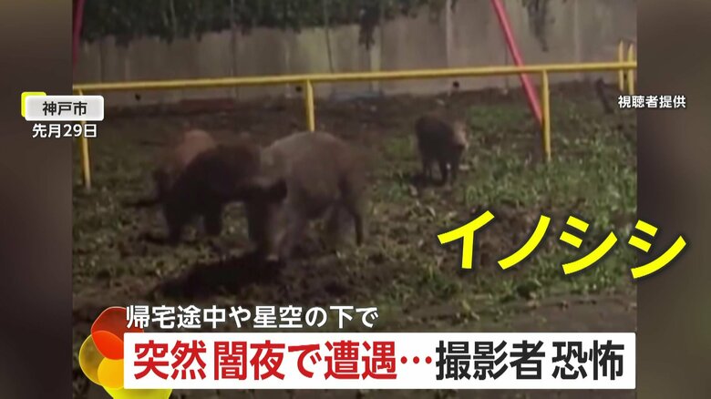 【なぜ】暗闇で遭遇相次ぐ…兵庫の公園にイノシシ親子4頭出現　新潟の民家近くには黒光りしたクマが…「すごく怖い」｜FNNプライムオンライン