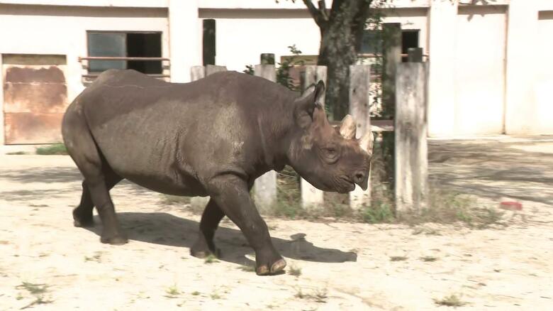 絶滅危惧のサイについて学ぶイベントに開園前から長い列が　オリジナル缶バッジ配布も　安佐動物公園　広島｜FNNプライムオンライン
