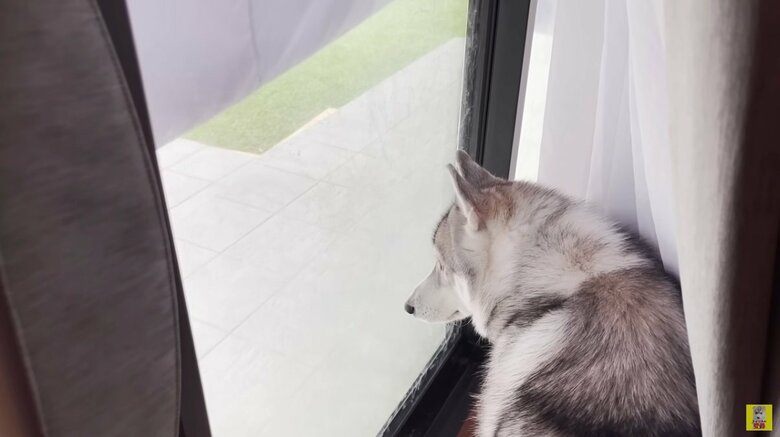 「置いて行かれた…」と呆然のもんちゃん