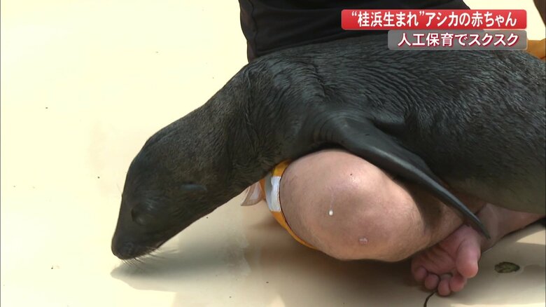 丸野さんの足の上でくつろぐコエル