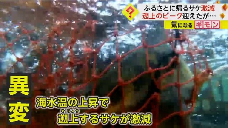海水温の上昇で遡上するサケが激減