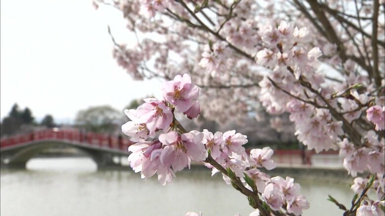 五十鈴湖と桜